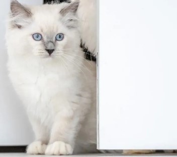 Waarom haten Ragdoll-katten gesloten deuren?