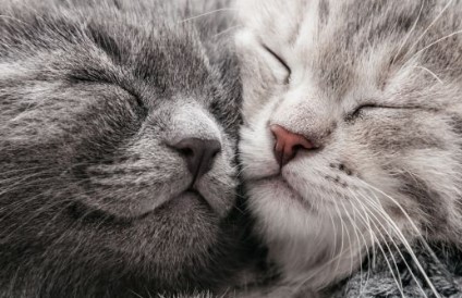 twee grijze kittens die knuffelen