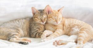 twee pientere jonge katten knuffelen