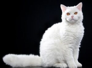 witte Selkirk Rex kat