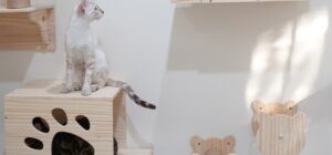 zelfgebouwde kattenklimmuur