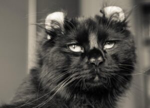 zwarte langharige American Curl kat