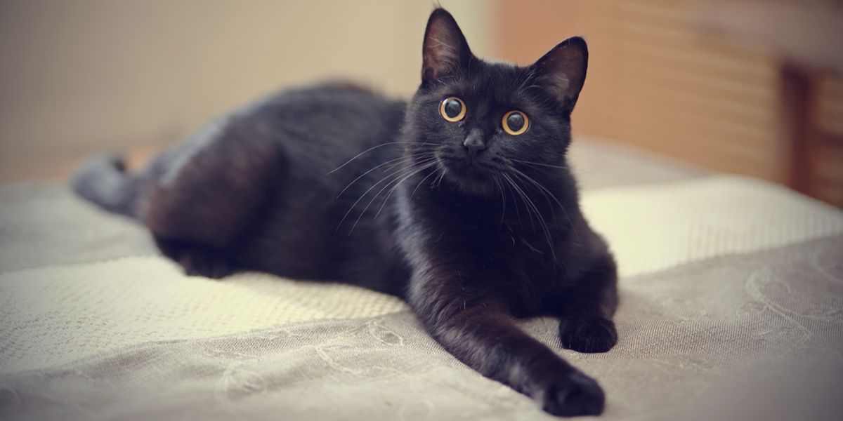 10 prachtige zwarte kattenrassen die een plaats in je hart verdienen