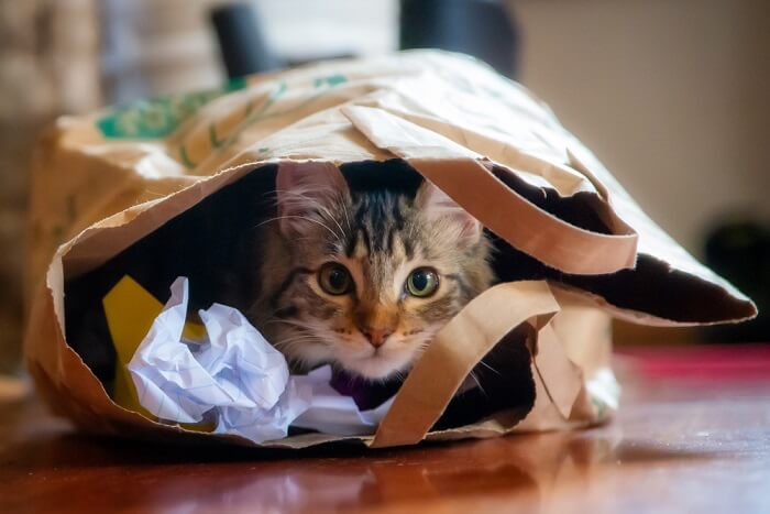 gestreste kat verstopt zich in een papieren zak