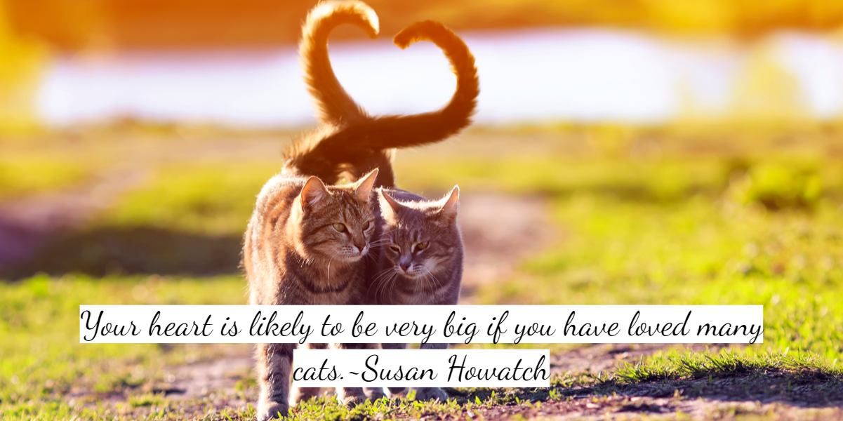 100 meest populaire Cat Love Quotes aller tijden