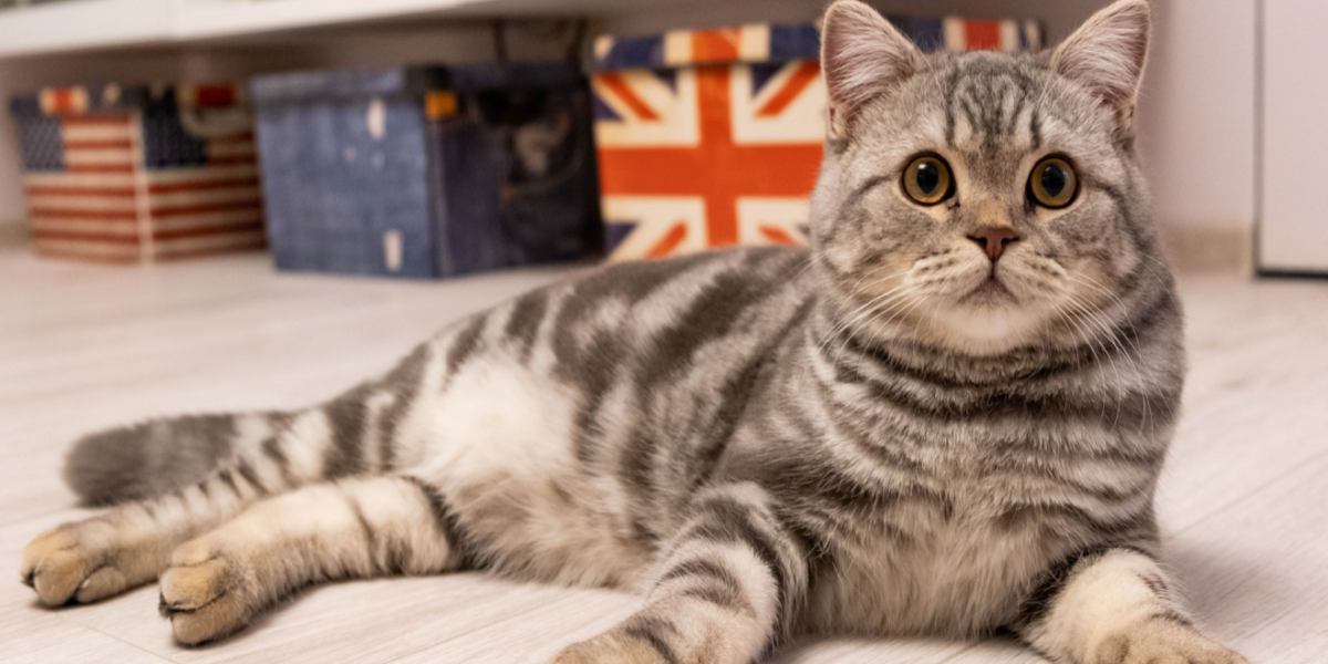 145 Beste Britse kattennamen: onze topkeuzes voor uw kat met betekenissen
