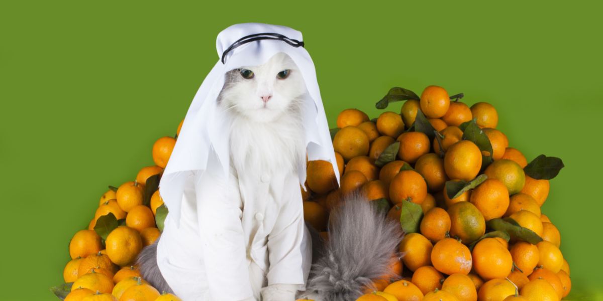 150 Beste Arabische kattennamen met betekenis