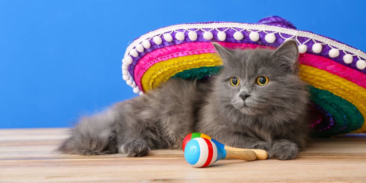 150 Perfecto Spaanse namen voor uw kat