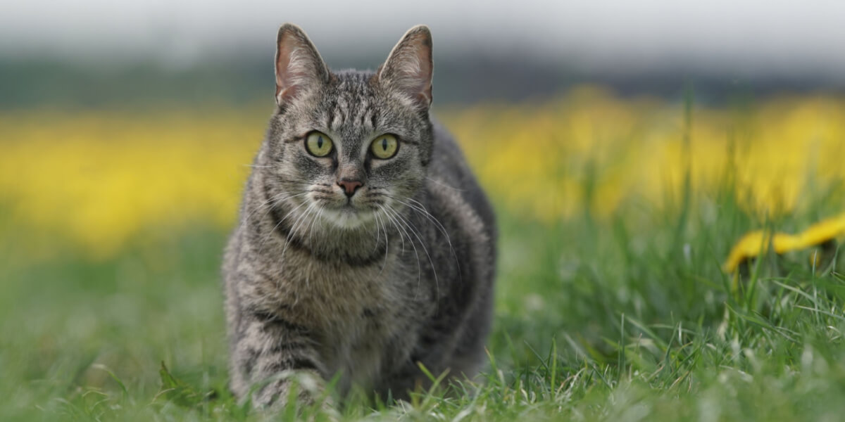 150 beste Duitse kattennamen voor uw nieuwe kitten