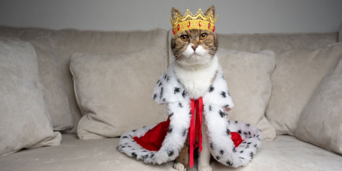 150 beste koninklijke kattennamen voor koninklijke en nobele kittens