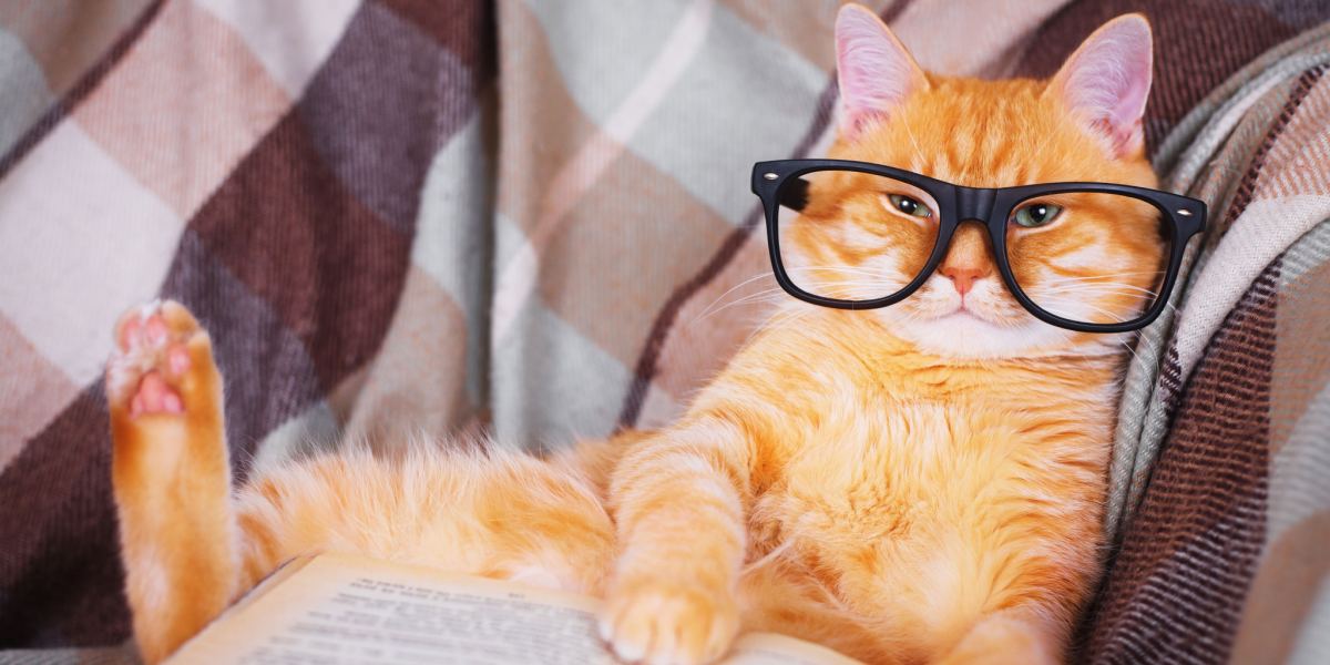 150 beste nerdy kattennamen voor het benoemen van uw nieuwe huisdier
