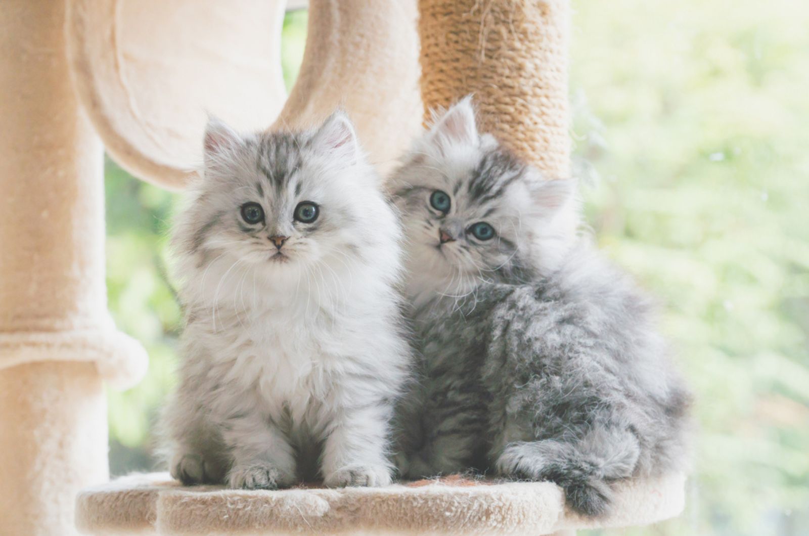Twee schattige Perzische kittens die op kattentoren spelen