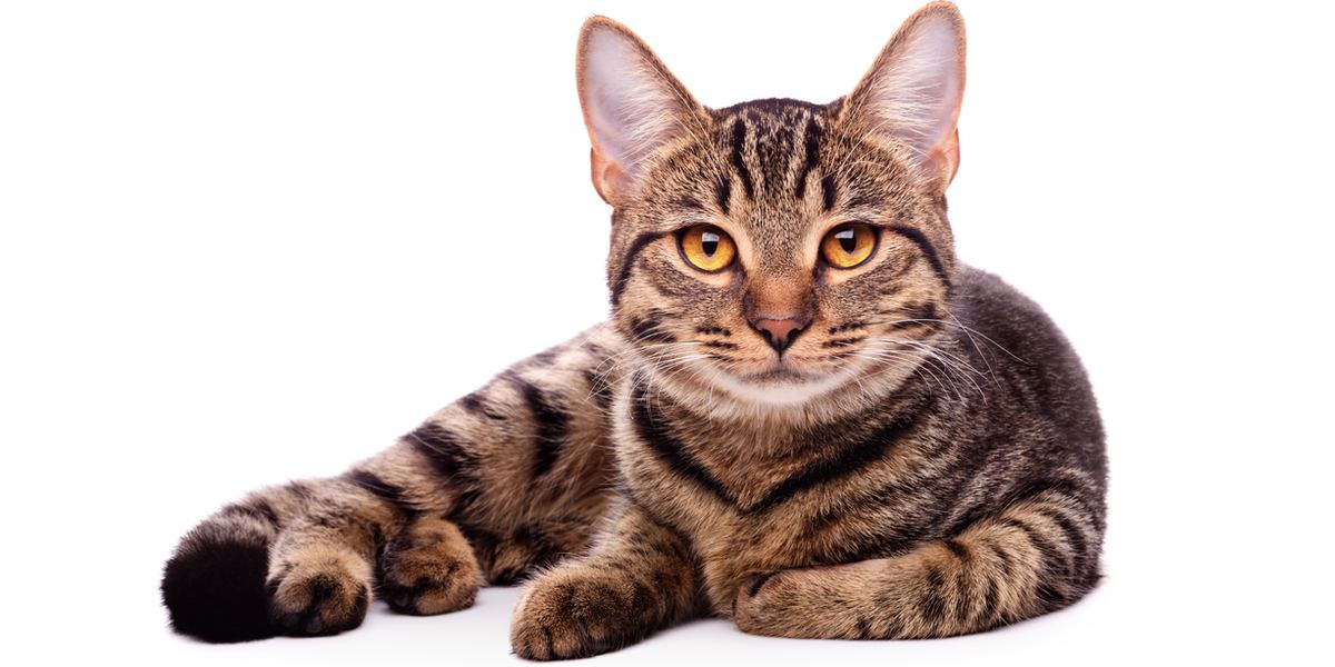 160 gestreepte kattennamen ideeën voor uw nieuwe huisdier