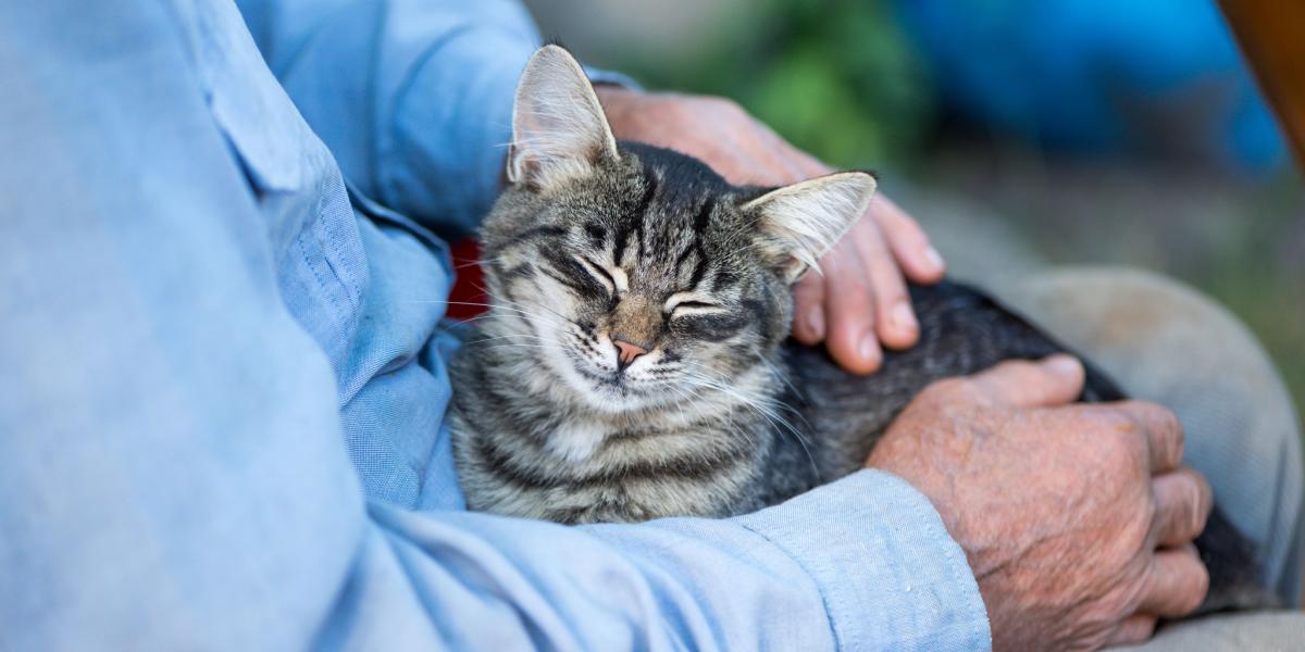 150 Beste oude man kattennamen: geweldige ideeën voor je schattige kat