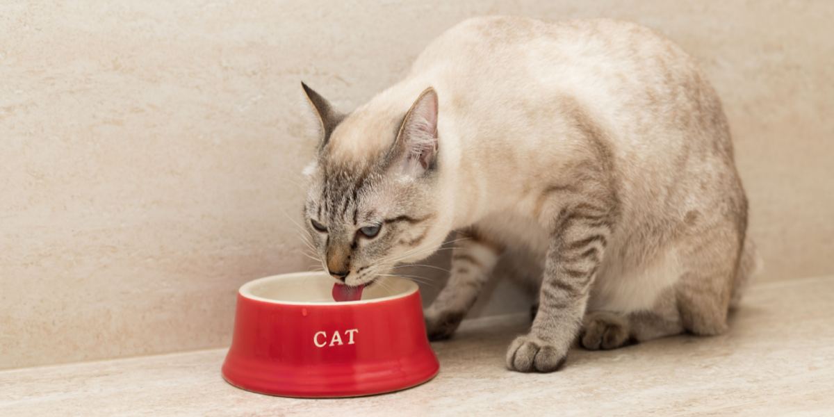 Hoe te voorkomen dat uw kat water uit zijn kom morst