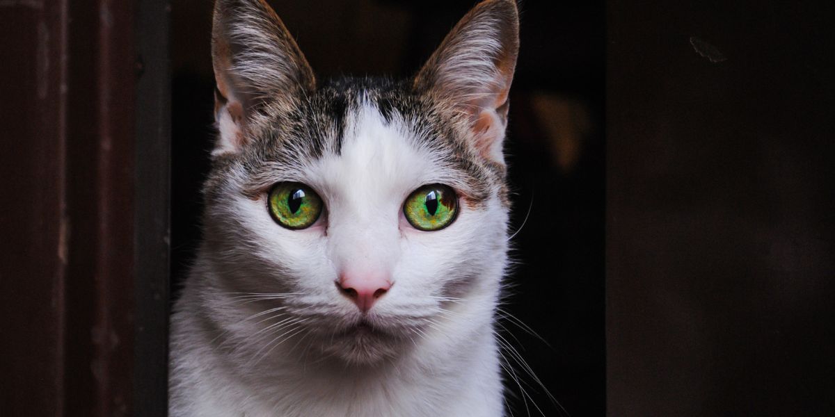 8 manieren om een bange en angstige kat te helpen zelfverzekerd te zijn