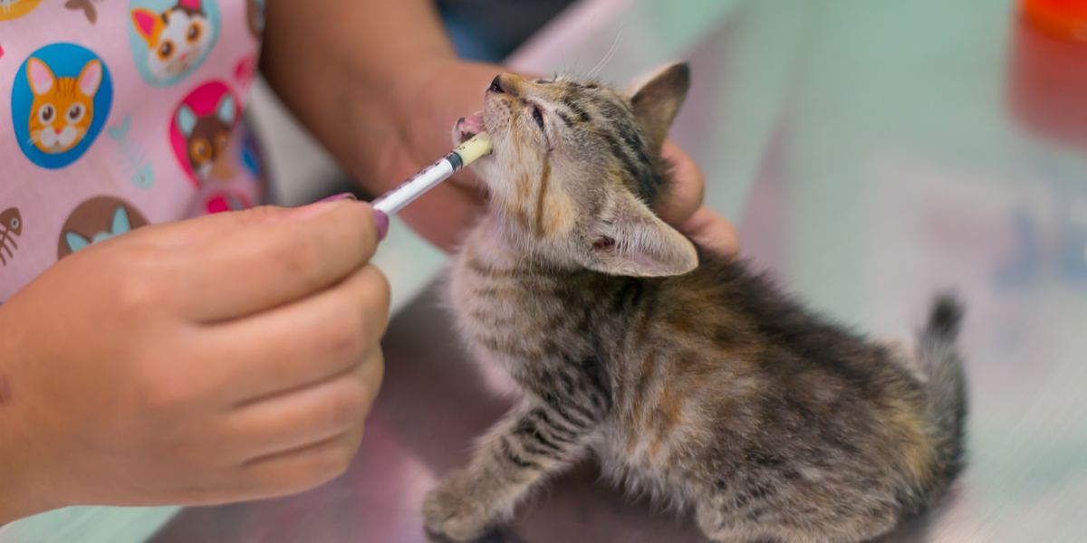 Pyrantel voor katten: Overzicht, Dosering &bijwerkingen