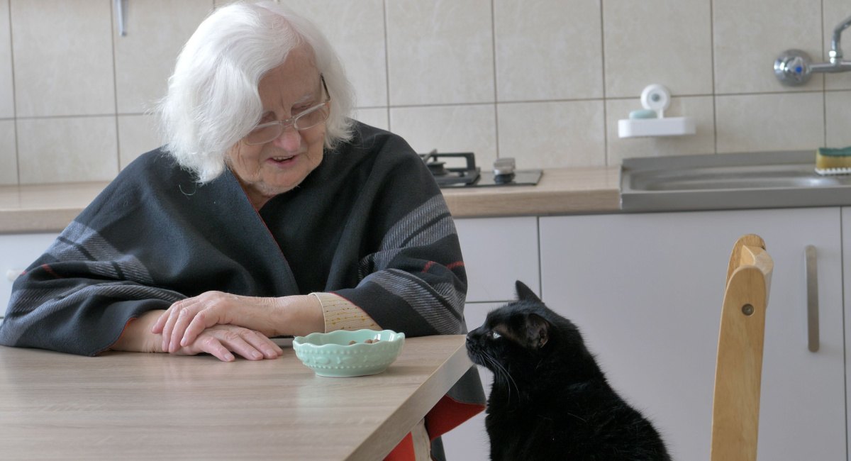 Voordelen van katten voor oudere mensen
