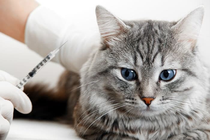 Buprenorfine voor katten: wat het doet, Dosering &bijwerkingen