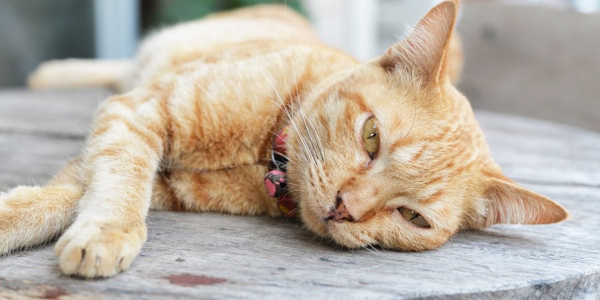 10 subtiele tekenen dat uw kat ziek kan zijn