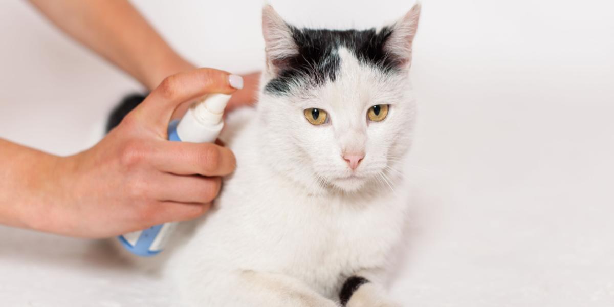 Frontline Spray voor katten: Overzicht, Dosering & Bijwerkingen