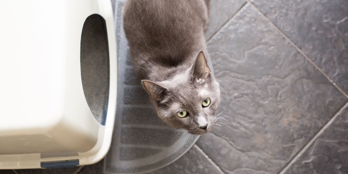 Waarom miauwen katten voordat ze de kattenbak gebruiken?