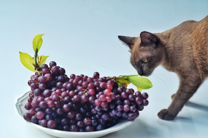 Kunnen katten druiven eten?