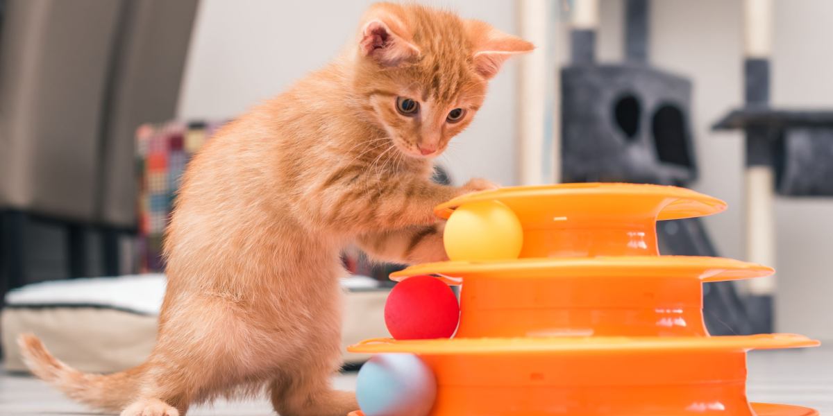 10 populaire kattenmythes volledig ontkracht door een dierenarts