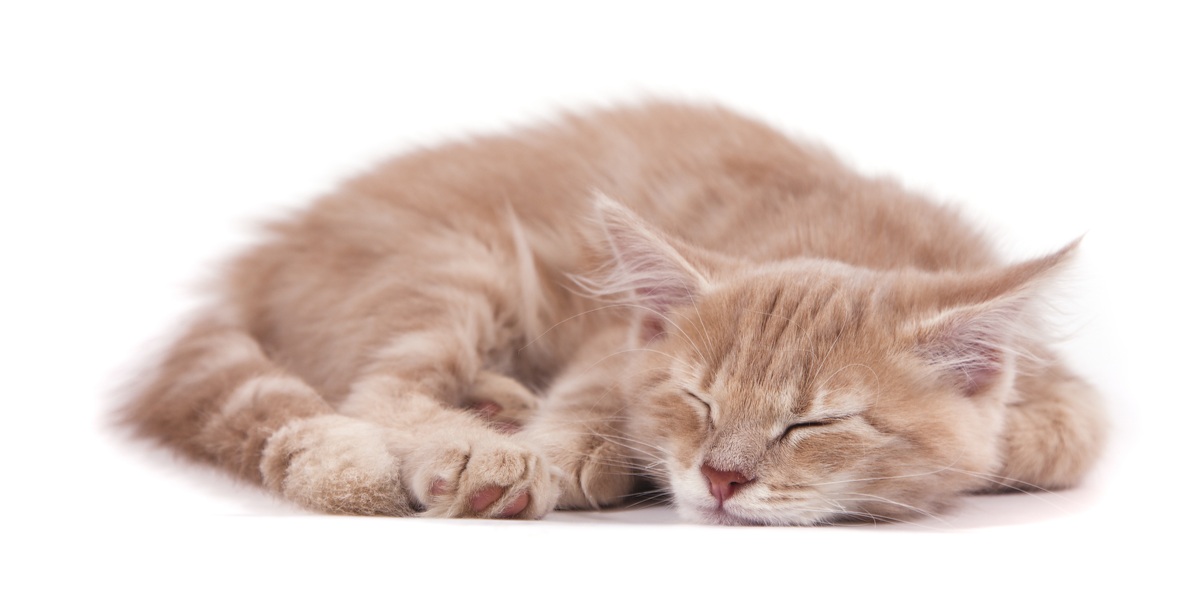 8 meest voorkomende slaaphoudingen van katten en wat ze echt betekenen