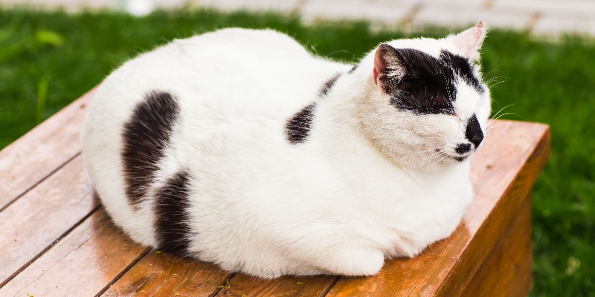 Waarom zitten katten als een brood?