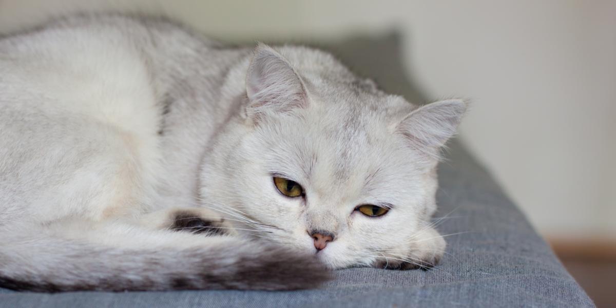 Kat plotseling lethargisch en zwak: oorzaken en behandeling
