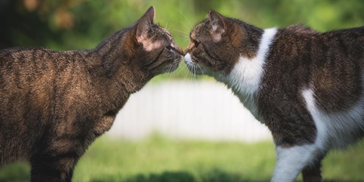Wat zijn kattenferomonen en werken ze echt?