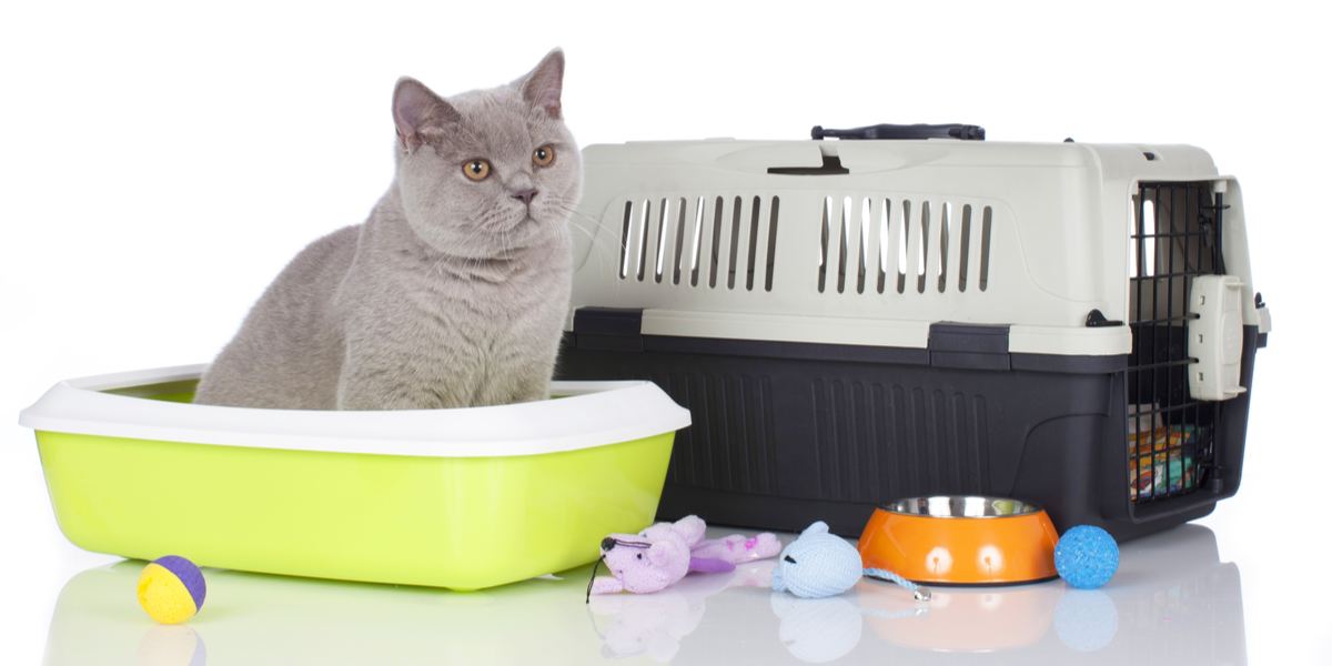 Waarom begraven katten speelgoed in de kattenbak?