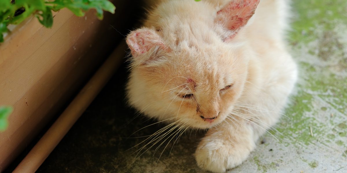 Systemische schimmelinfecties bij katten: oorzaken, symptomen en behandeling