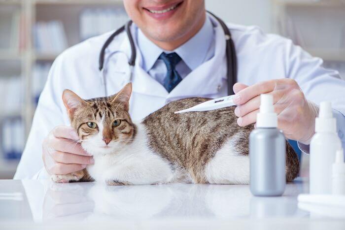 Cat lichaamstemperatuur: Oorzaken & Behandeling van abnormale lichaamstemperatuur