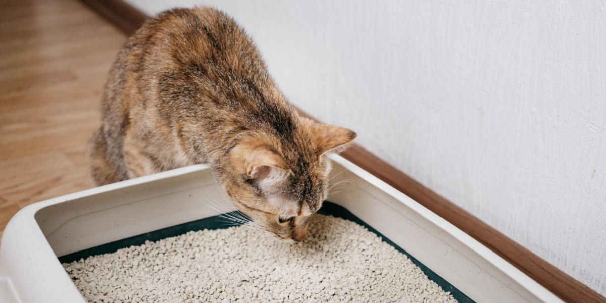 Hoe weten katten dat ze een kattenbak moeten gebruiken?