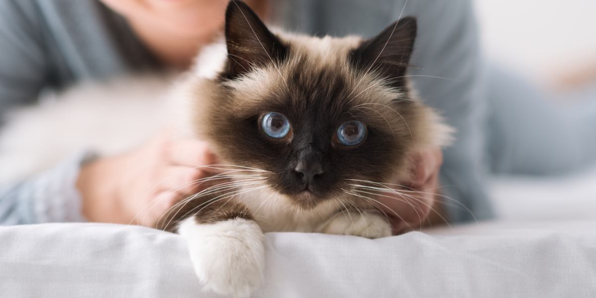 De 7 beste kattenverzekeringsmaatschappijen in Het Verenigd Koninkrijk