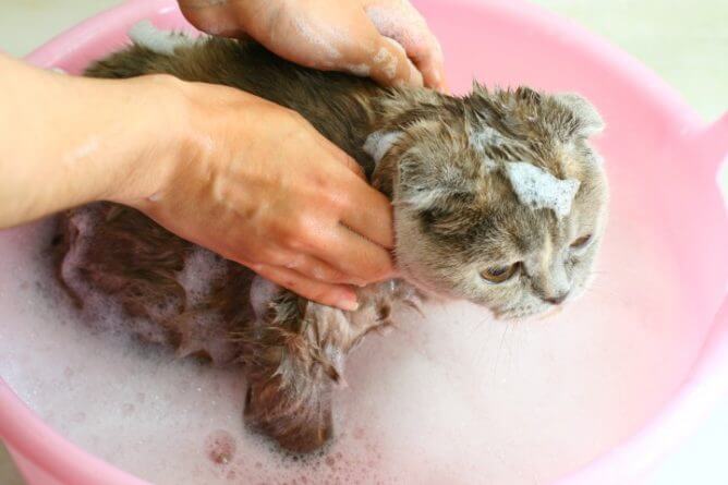 Hoe een kat te baden (een stapsgewijze handleiding)