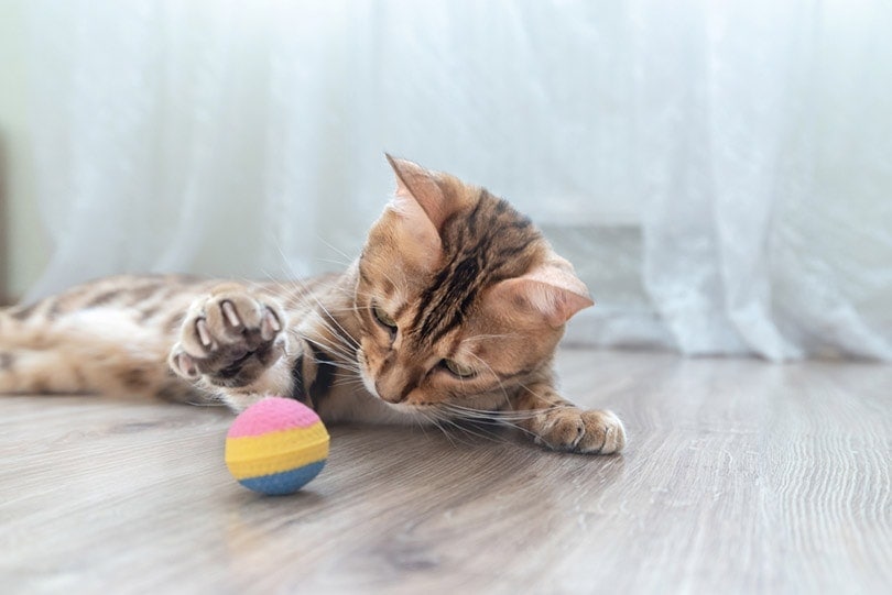 Bengal kitten speelt met een bal in de kamer