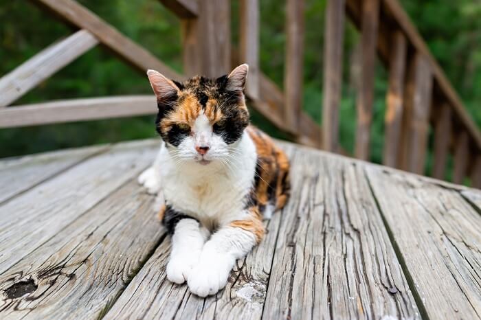 Methimazool voor katten: Overzicht, Dosering &Bijwerkingen