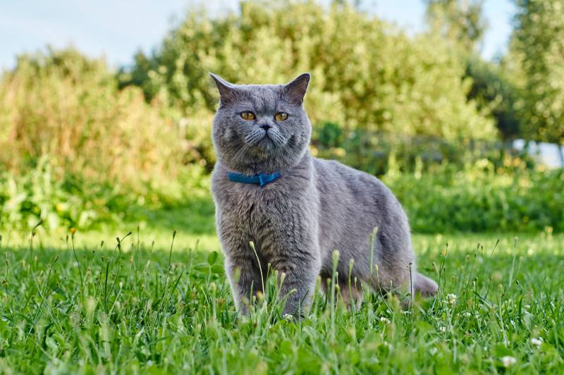 Britse kortharige kat die vlooienband draagt
