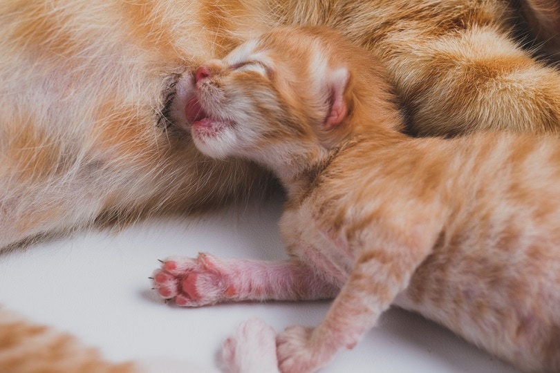 een pasgeboren kitten drinkt zijn moedermelk