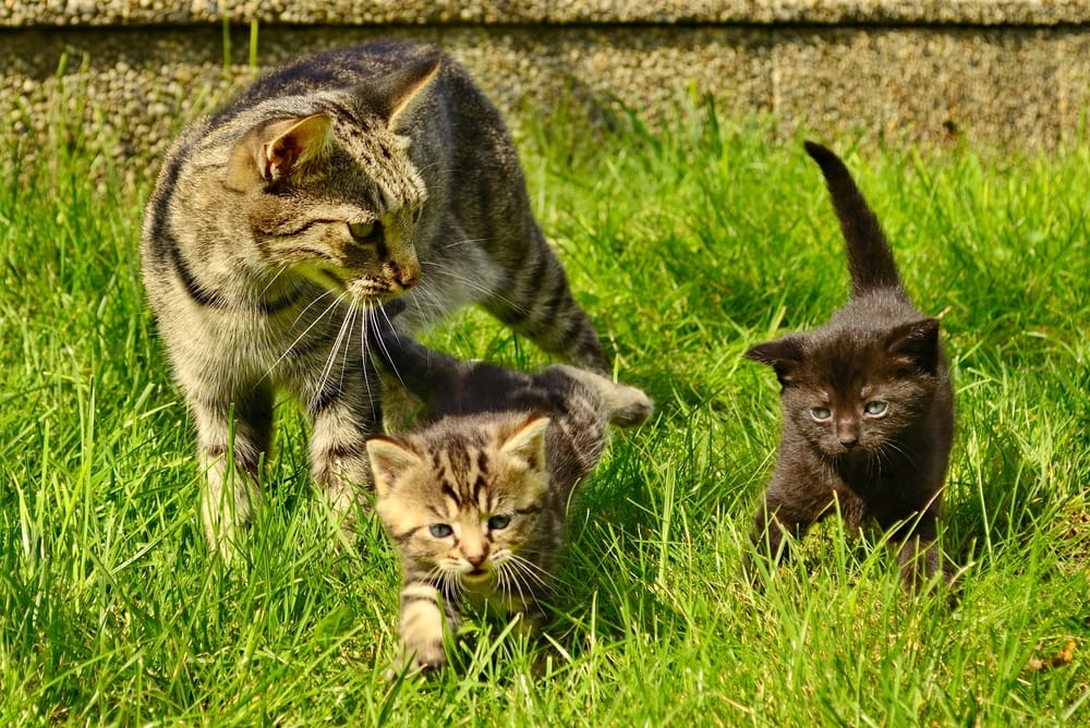 kittens in het gras met hun moeder