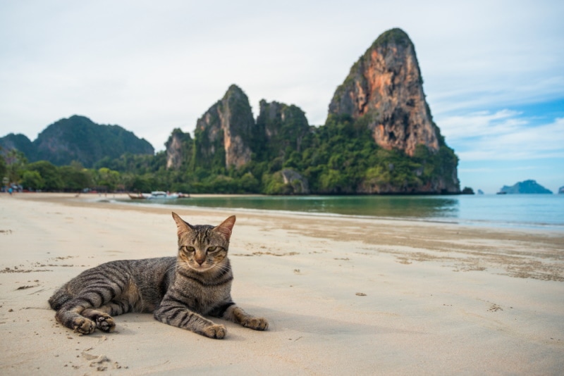 kat op het strand