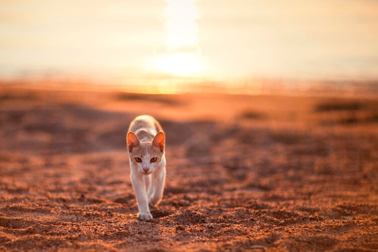 kat wandelen in de woestijn
