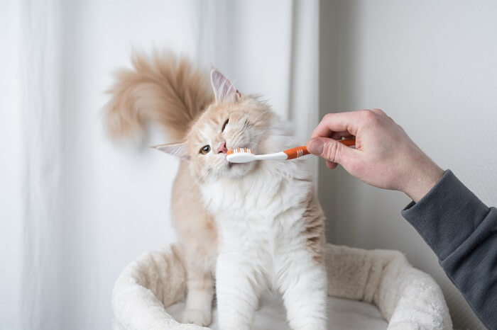 Kat spelen met een tandenborstel