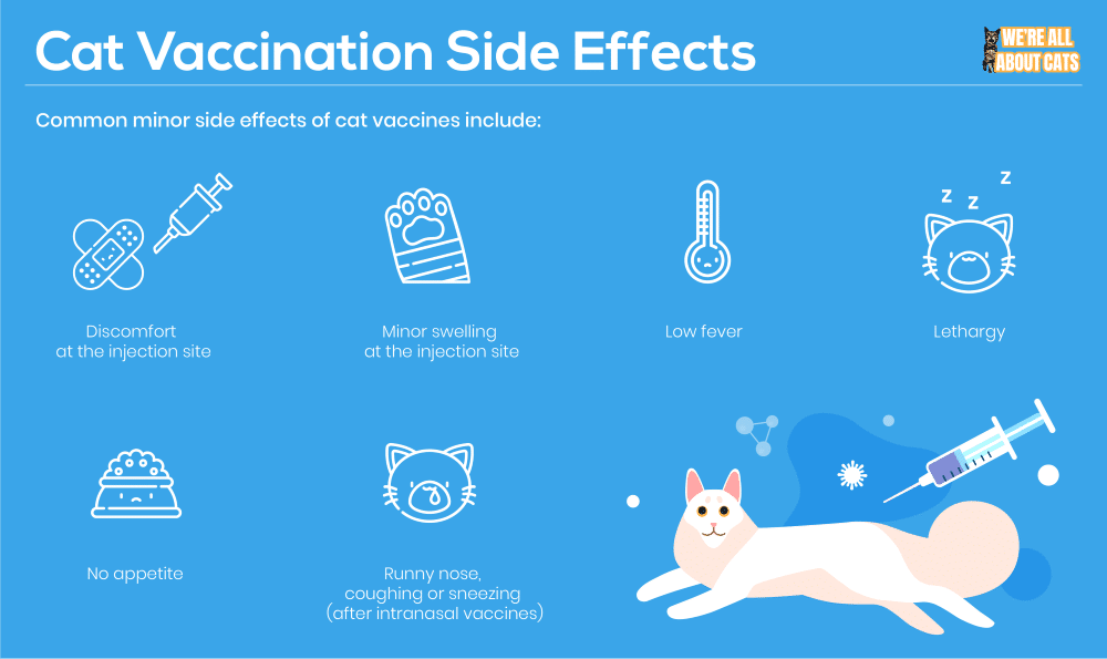Bijwerkingen van kattenvaccinaties