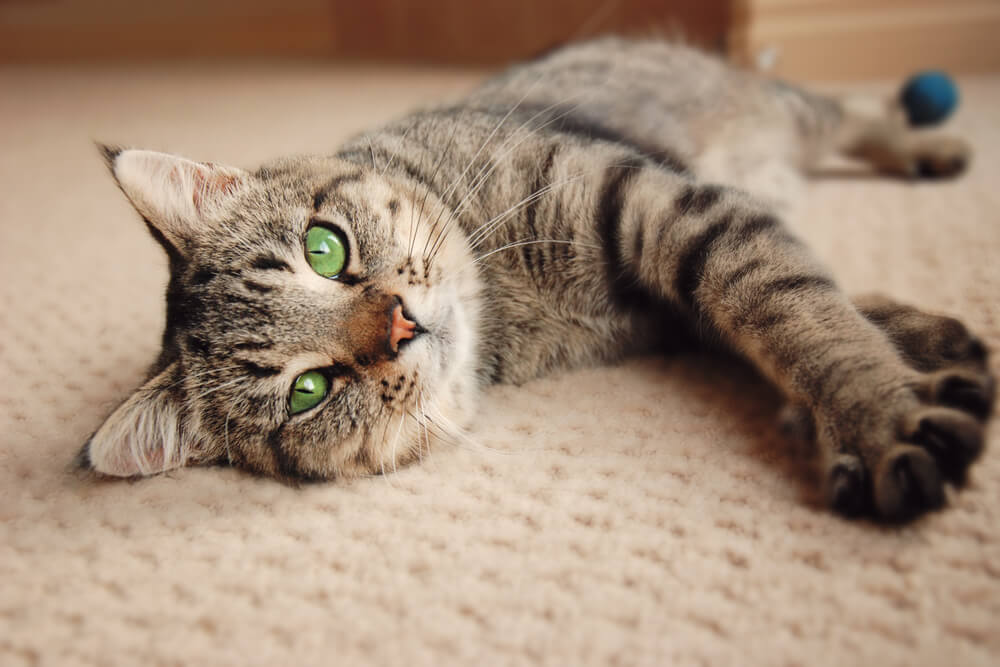 Bruine tabby kat liggend op tapijt