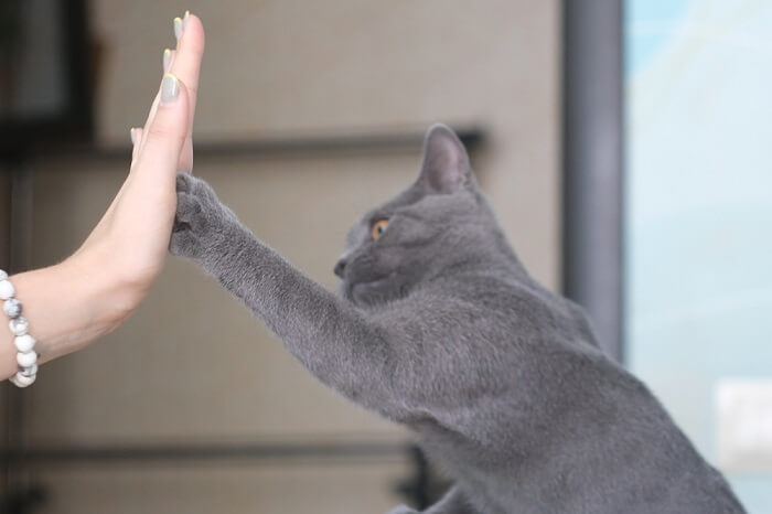 Kat en persoon high five