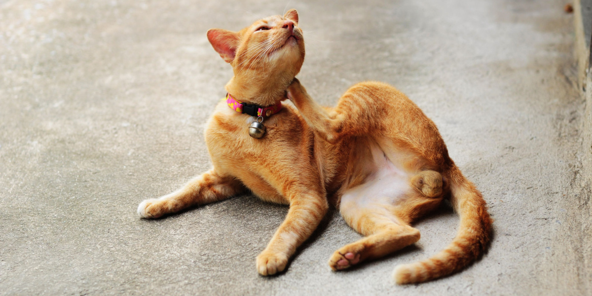 Diatomeeënaarde voor katten: Overzicht, Dosering &Bijwerkingen